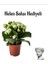Hediyelik Beyaz Renk Kalanşo(Kalanchoe) Çiçeği Kadınlar Gününe Özel Helen Saksı Hediyeli 1