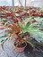 Videolu Çınar Benekli Begonya Çiçeği 1 Adet Saksılı/ Tüplü 15-30CM Iç Mekan Mekan Bitkisi (Begonia) 2