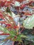 Videolu Çınar Benekli Begonya Çiçeği 1 Adet Saksılı/ Tüplü 15-30CM Iç Mekan Mekan Bitkisi (Begonia) 4