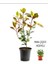Videolu Para Çiçeği Hediyeli Alev Çalısı (30 50 Cm)1 Adet Saksılı Iç Mekan Bitkisi Photinia 1