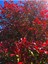 Videolu Para Çiçeği Hediyeli Alev Çalısı (30 50 Cm)1 Adet Saksılı Iç Mekan Bitkisi Photinia 3