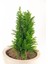 Videolu Özel Leylandi Bitkisi (40 60CM)1 Adet Saksılı Dış Mekan Bitkisi Cupressocyparis Leylandii 1