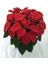 Videolu 1 Adet Hediyelik Atatürk Çiçeği 30-45 cm Saksılı Iç Mekan Bitkiler Poinsettia 3