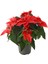 Ponsetya Kırmızı - Atatürk Çiçeği (10,5 cm Saksıda) 1