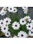 Videolu Bodrum Papatyası Fidesi (Çok Çiçeklenen ) Renkli 30 cm Saksılı Bodrum Daisy 3