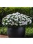 Videolu Bodrum Papatyası Fidesi (Çok Çiçeklenen ) Renkli 30 cm Saksılı Bodrum Daisy 4
