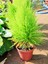 Videolu Favori Limoni Servi Çamı (50-70 Cm) 3 Adet Saksılı Dış Mekan Bitkisi Cupressus Macrocarpa 1
