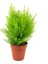 Videolu Favori Limoni Servi Çamı (50-70 Cm) 3 Adet Saksılı Dış Mekan Bitkisi Cupressus Macrocarpa 2