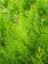 Videolu Favori Limoni Servi Çamı (50-70 Cm) 3 Adet Saksılı Dış Mekan Bitkisi Cupressus Macrocarpa 3