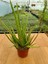 Bitkim Sende Aloevera ( 13 cm Saksıda ) ( 25 - 30 cm Arasında ) 1