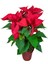 Videolu Kırızı Çiçekli Atatürk Çiçeği (30 50 Cm)1 Adet Saksılı Çiçekli Bodur Bitki Poinsettia 1
