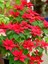 Videolu 1 Adet Kırmızı Renk Muhteşem Atatürk Çiçeği 50-60 cm Saksılı Iç Mekan Bitki Poinsettia 2