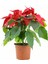 Euphorbia Pulcherrima/poinsettia (Atatürk Çiçeği) _ 30-40 cm 1