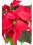 Euphorbia Pulcherrima/poinsettia (Atatürk Çiçeği) _ 30-40 cm 2