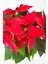 Euphorbia Pulcherrima/poinsettia (Atatürk Çiçeği) _ 30-40 cm 3