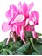 Videolu Pembe Sıklamen Çiçeği (30 40 Cm)1 Adet Saksılı Iç Mekan Salon Bitkisi Cyclamen 3