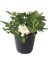 Videolu 1 Adet Çiçekli Mis Kokulu Gardenya Çiçeği 20-35 cm Saksılı Iç Mekan Bitkileri Gardenia 2