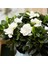 Videolu 1 Adet Yoğun Kokulu Gardenya Çiçeği 20-35 cm Saksılı Iç Mekan Bitkileri Gardenia 1