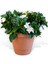 Videolu 1 Adet Yoğun Kokulu Gardenya Çiçeği 20-35 cm Saksılı Iç Mekan Bitkileri Gardenia 4