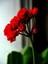 Videolu 1 Adet Kırmızı Renk Sardunya Çiçeği 25-35 cm Saksılı Çiçekli Bodur Bitkiler Red Pelargonium 1