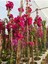 Sarmaşık Begonvil Bitkisi Bougainvillea 1