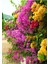 Bougainvillea Begonvil Fidanı, 40-60 cm Bougainvillea 1