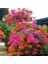 Bougainvillea Begonvil Fidanı, 40-60 cm Bougainvillea 2