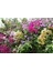 Bougainvillea Begonvil Fidanı, 40-60 cm Bougainvillea 3