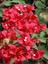 Begonvil Sarmaşığı-Kırmızı (Bougainvillea) 2