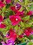 Begonvil Sarmaşığı-Kırmızı (Bougainvillea) 3