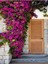 Videolu Pembe Begonvil Çiçeği (30 60 Cm)1 Adet Saksılı/ Tüplü Bahçe Bitkisi Bougainvillea 1
