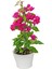 Videolu Pembe Begonvil Çiçeği (30 60 Cm)1 Adet Saksılı/ Tüplü Bahçe Bitkisi Bougainvillea 4