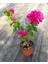 Bodur Begonvil Bougainvillea 1