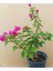 Bodur Begonvil Bougainvillea 3