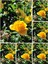 Videolu Landora Gül Sarı Renkli (30 60 Cm) 1 Adet Saksılı Aşılı Gül Fidanı Yellow Rose 1