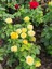 Videolu Landora Gül Sarı Renkli (30 60 Cm) 1 Adet Saksılı Aşılı Gül Fidanı Yellow Rose 2