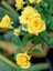 Videolu Landora Gül Sarı Renkli (30 60 Cm) 1 Adet Saksılı Aşılı Gül Fidanı Yellow Rose 3