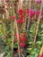Sarmaşık Begonvil Bitkisi Bougainvillea 4