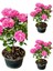 Videolu Isparta Gül Fidanı Pembe Renkli (40 70 Cm) 3 Adet Saksılı Aşılı Gül Pink Rose 4