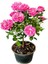 Videolu Isparta Gül Fidanı Pembe Renkli (40 70 Cm) 3 Adet Saksılı Aşılı Gül Pink Rose 1