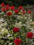Videolu Yediveren Yoğun Kokulu Kırmızı Renkli (30 50CM) 1 Adet Aşılı Gül Red Rose 1