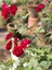 Videolu Yediveren Yoğun Kokulu Kırmızı Renkli (30 50CM) 1 Adet Aşılı Gül Red Rose 3