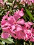 Videolu 1 Adet Pembe Renk Zakkum Çiçeği Fidanı 40-60 cm Saksılı Çiçekli Bodur Bitkiler Oleander 1