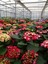 Videolu Kırmızı Ortanca (30 60 Cm)1 Adet Saksılı Çiçekli Bodur Bitki Hydrangea Macrophylla 4