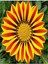 Videolu Turuncu Gazanya (5 15 Cm)10 Adet Saksılı/ Tüplü Çiçekli Bodur Bitki Gazania 2