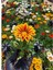 Videolu Turuncu Gazanya (5 15 Cm)10 Adet Saksılı/ Tüplü Çiçekli Bodur Bitki Gazania 4