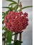 Mum Çiçeği Kırmızı (Hoya Carnosa) Kokulu 1.kalite 9 cm Saksıda 1