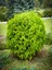 Videolu Limon Kokulu Limon Selvi Fidanı (30 40 Cm)15 Adet Tüplü Dış Mekan Ağaç Cupressus Macrocarpa 4