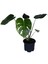 Deve Tabanı - Monstera Deliciosa - Bitki Boyu 30-40 cm 1