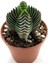 Crassula Buddha's Temple 5.5cm 1